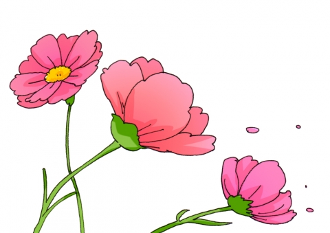 ピンクの3本のコスモスの花のイラスト