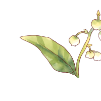 白いスズランの花のイラスト