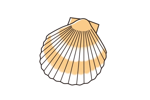 貝殻のイラスト