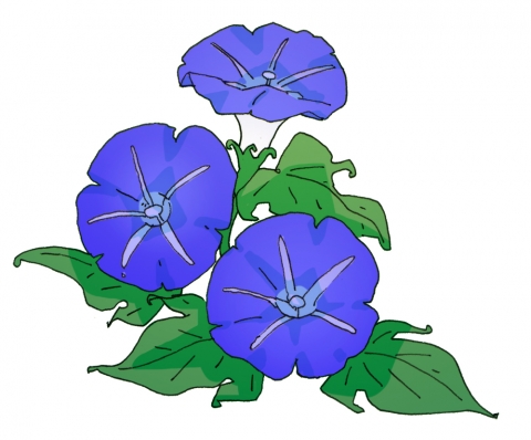 青紫色のアサガオの花３つのイラスト