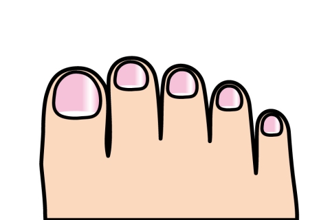 足の指のイラスト