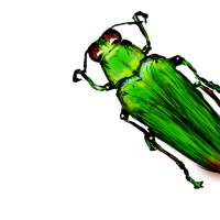 甲虫（カミキリムシ）のイラスト
