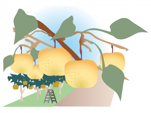 梨狩り農園のイラスト