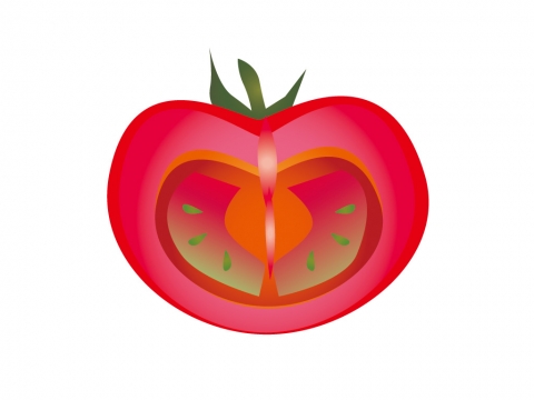 トマトの断面イラスト