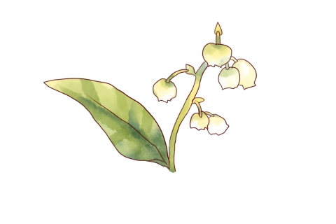 白いスズランの花のイラスト