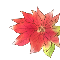 ポインセチアの花の部分のイラスト