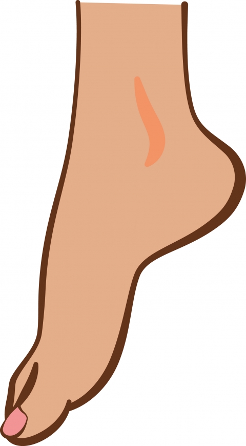 女性の足首から爪先のイラスト