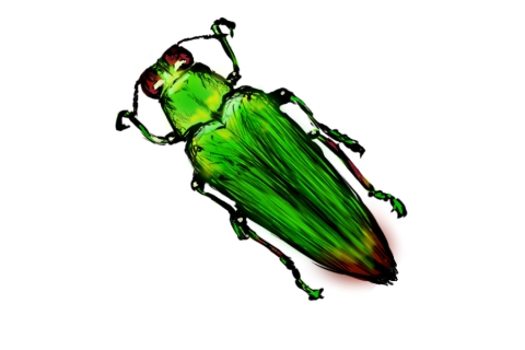 甲虫（カミキリムシ）のイラスト