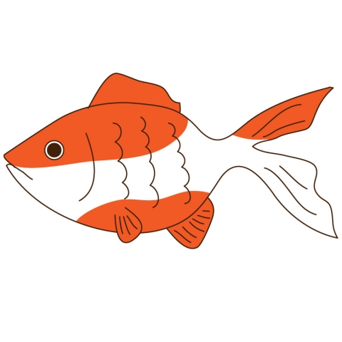 金魚の色が赤色白のイラスト
