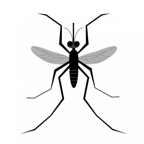蚊を真上から見たイラスト 無料イラストのimt 商用ok 加工ok