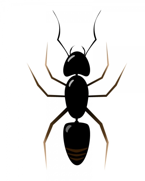 蟻のイラスト