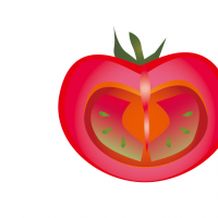 トマトの断面イラスト